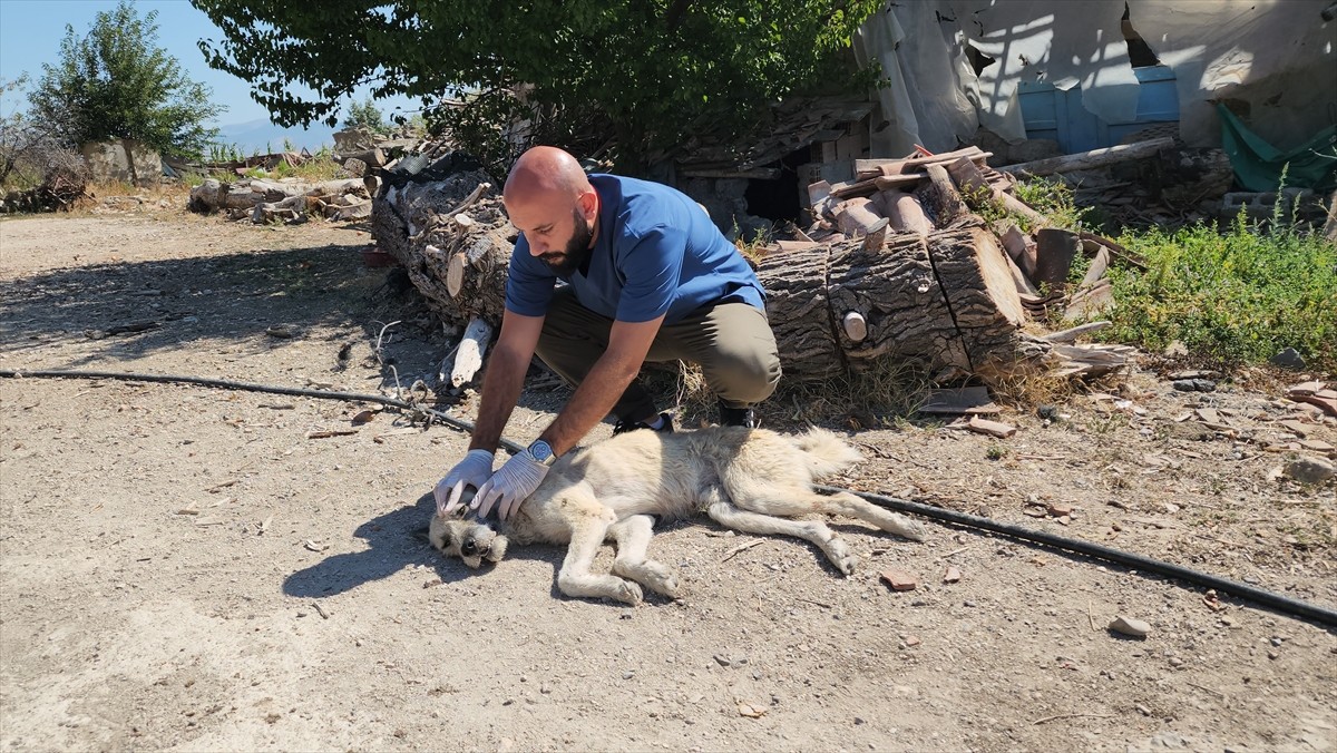 Amasya'da Eziyet Görmüş Köpeğin Tedavisi Başlatıldı