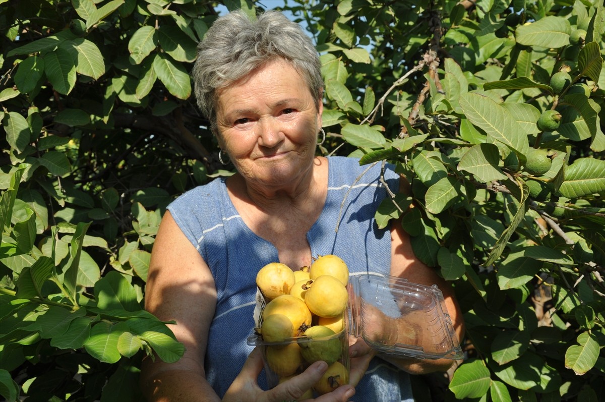 Mersin'de Tropikal Guava Hasadı Başladı