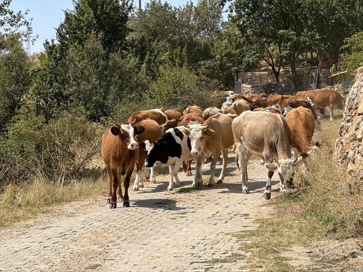 Çankırı'daki Orman Yangını Kontrol Altına Alındı