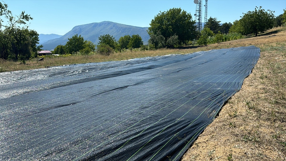 Safranbolu'da Safran Üretiminde Yenilik: Örtü Yöntemi Uygulandı