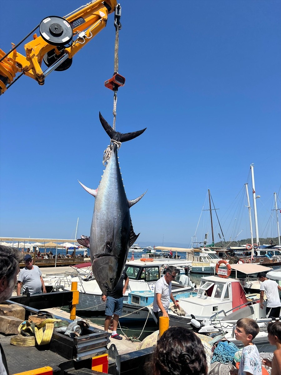 Bodrum'da Amatör Balıkçılar 2,5 Metrelik Dev Orkinos Yakaladı