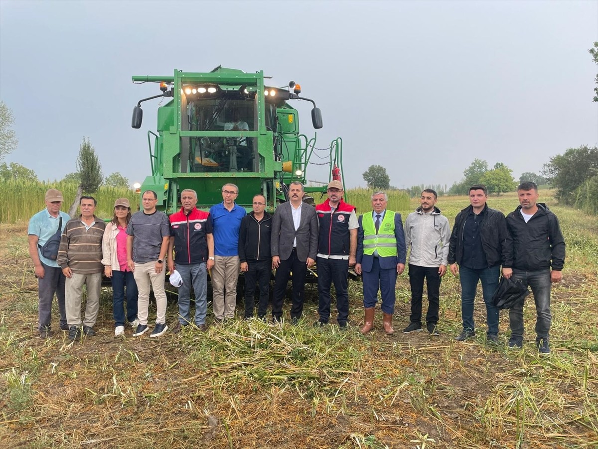 Samsun'da Kenevir Hasadı Başladı