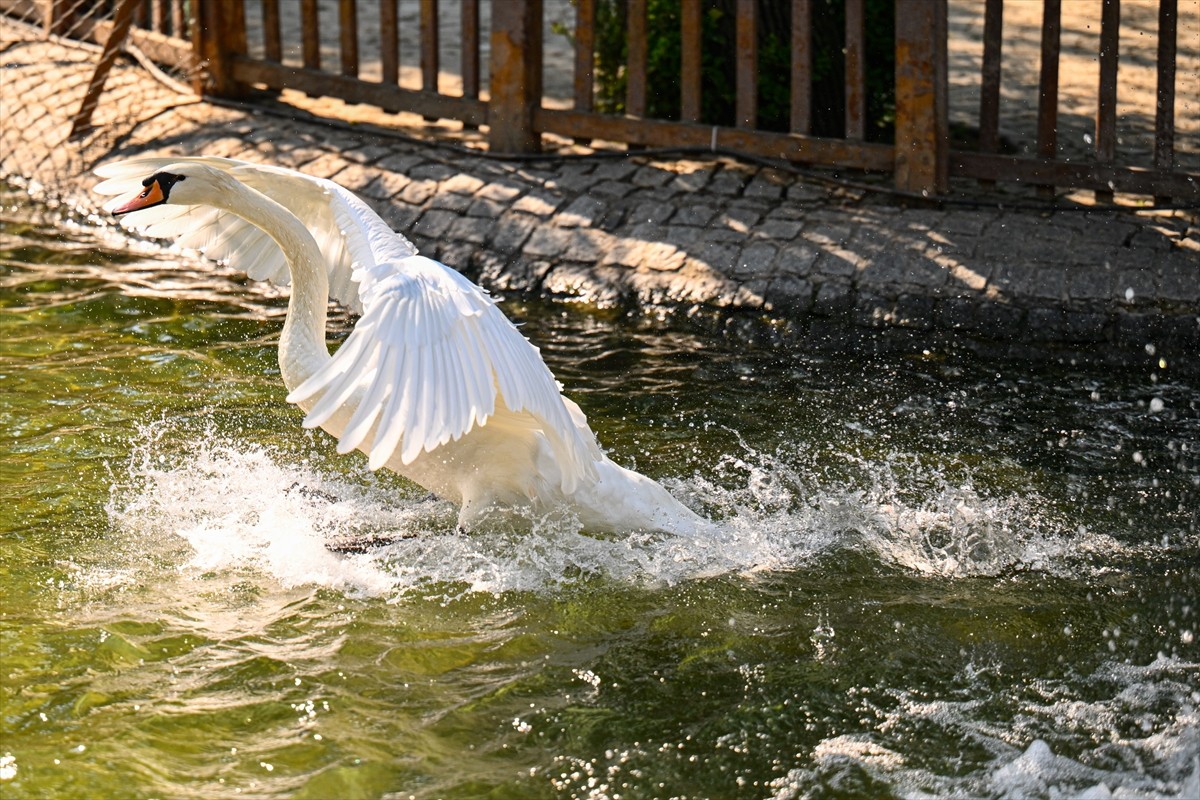 Kuğulu Park'taki Kavga: Kuğular Tel Örgüyle Ayrıldı