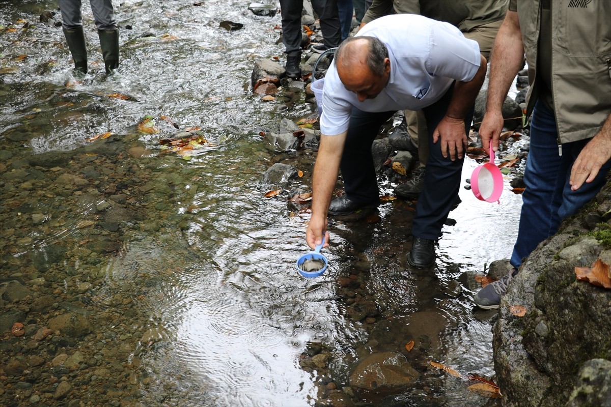 Samsun'da Alabalık Yavruları Doğaya Salındı