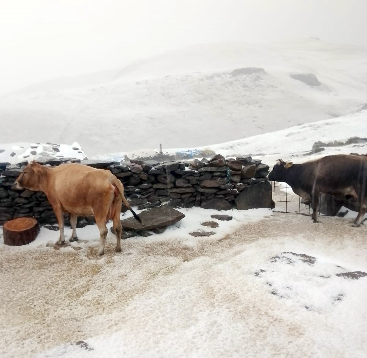 Kars'ın Tuygun Yaylasında Dolu ve Kar Yağışı Etkili Oldu