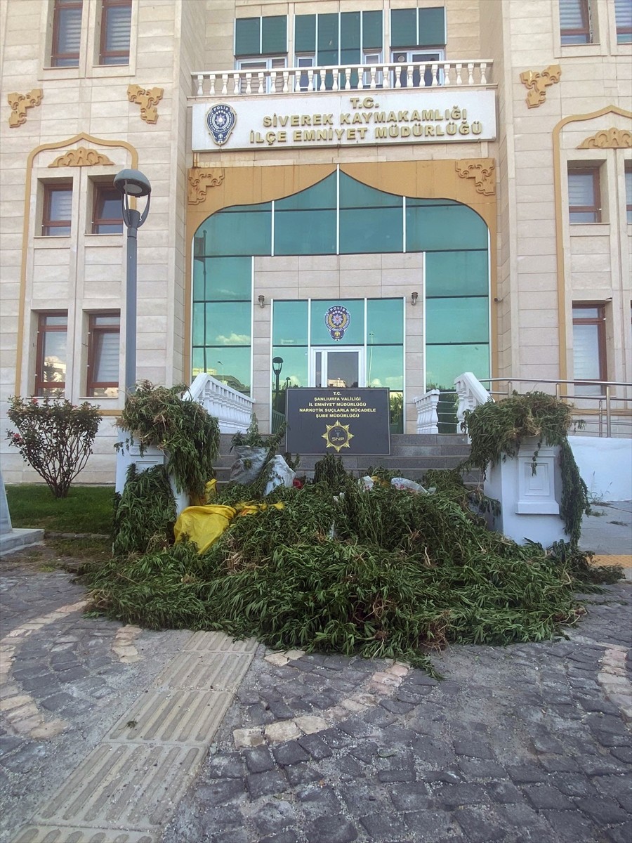 Şanlıurfa'da Uyuşturucu Operasyonu: 2 Bin 375 Kök Hint Keneviri Ele Geçirildi