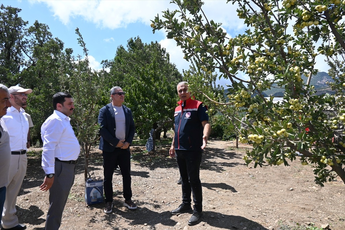 Hatay'da Alıç Hasadı Başladı