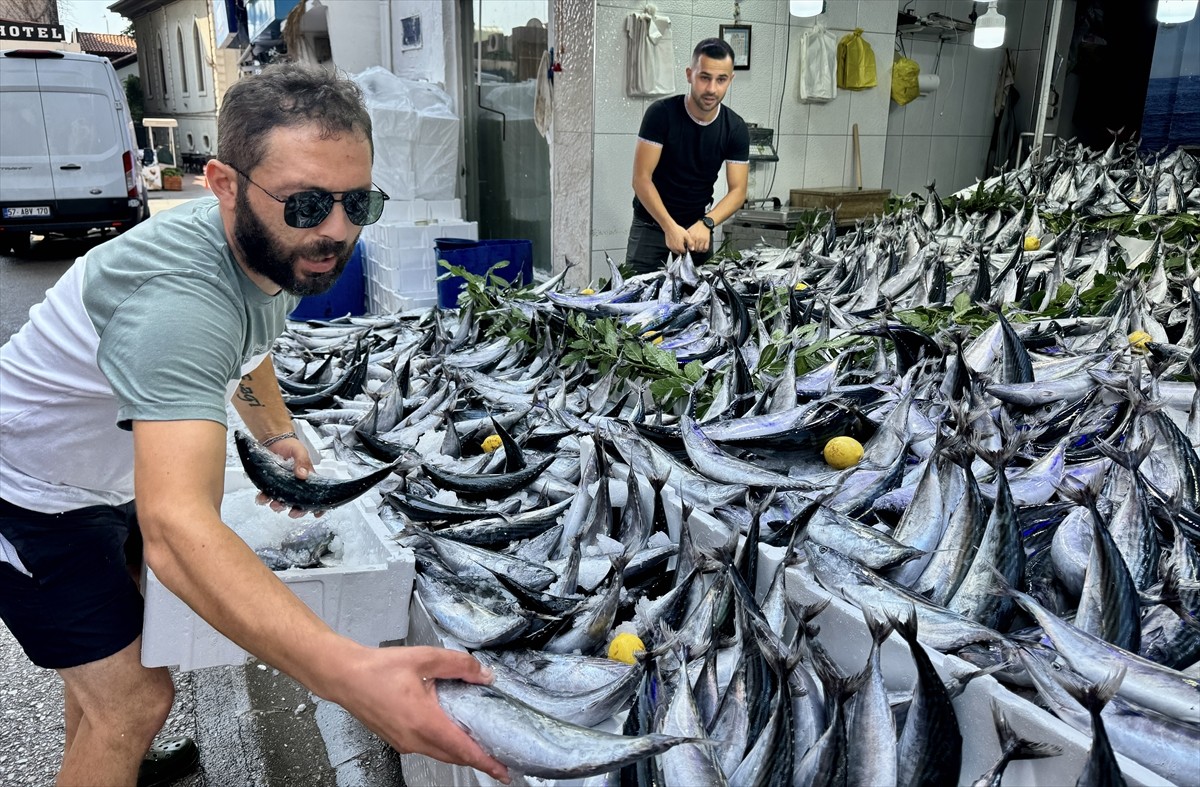 Palamut Av Sezonu Başladı: Tezgahlar Dolup Taşmakta