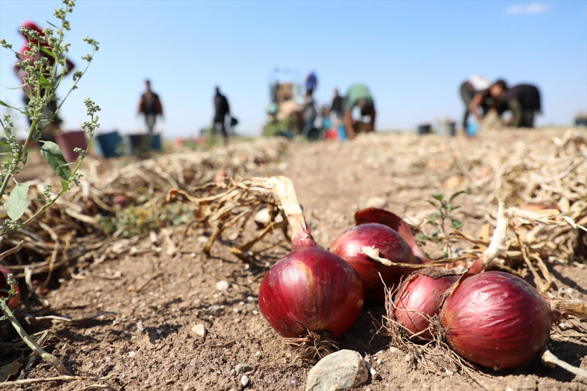 Çorum'un Alaca Mor Soğanında Hasat Dönemi Başladı