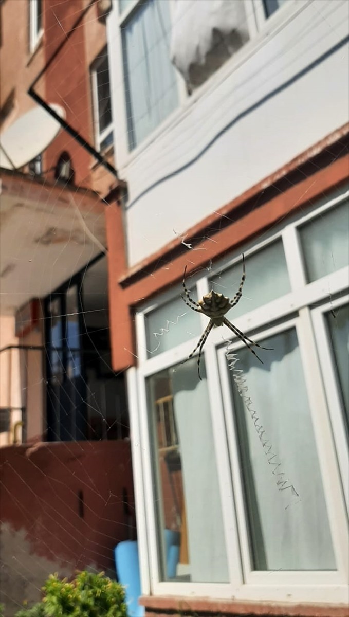 Karabük'te Zehirli Argiope Lobata Örümceği Tespit Edildi