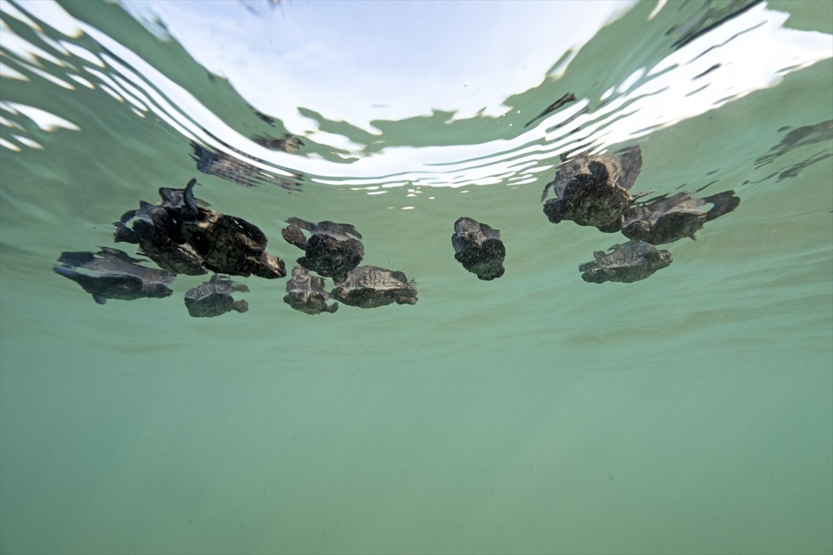 Antalya'da Caretta Caretta Yavrularının Denizle Buluşması Görüntülendi