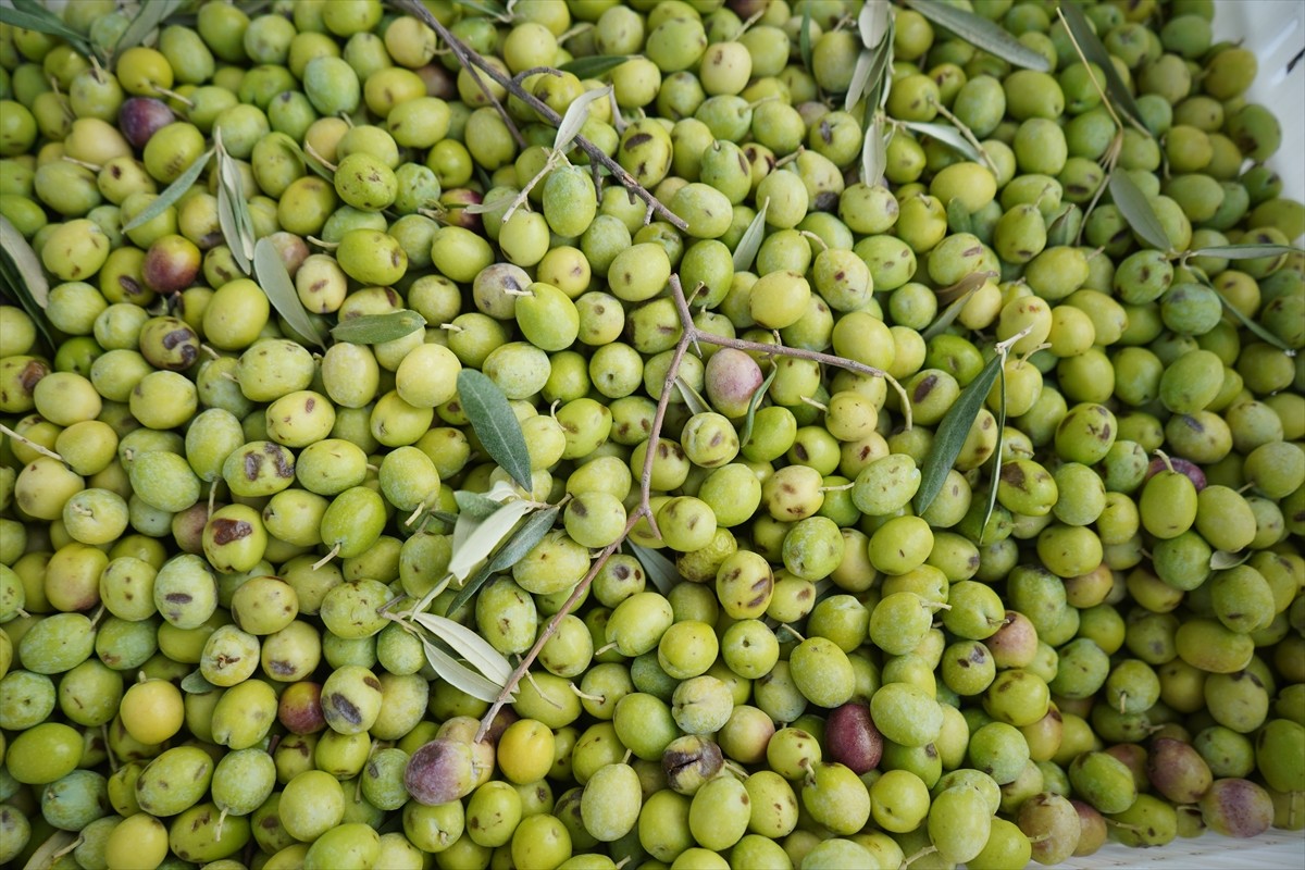 Ayvalık'ta Zeytin Hasadı Başladı: Rekor Beklentisi