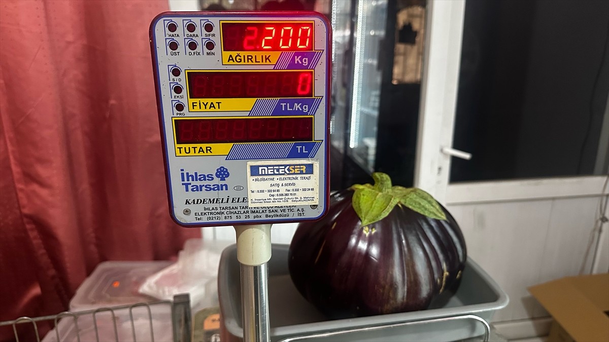 Yalvaç'ta 2 Kilo 200 Gramlık Patlıcan Heyecanı