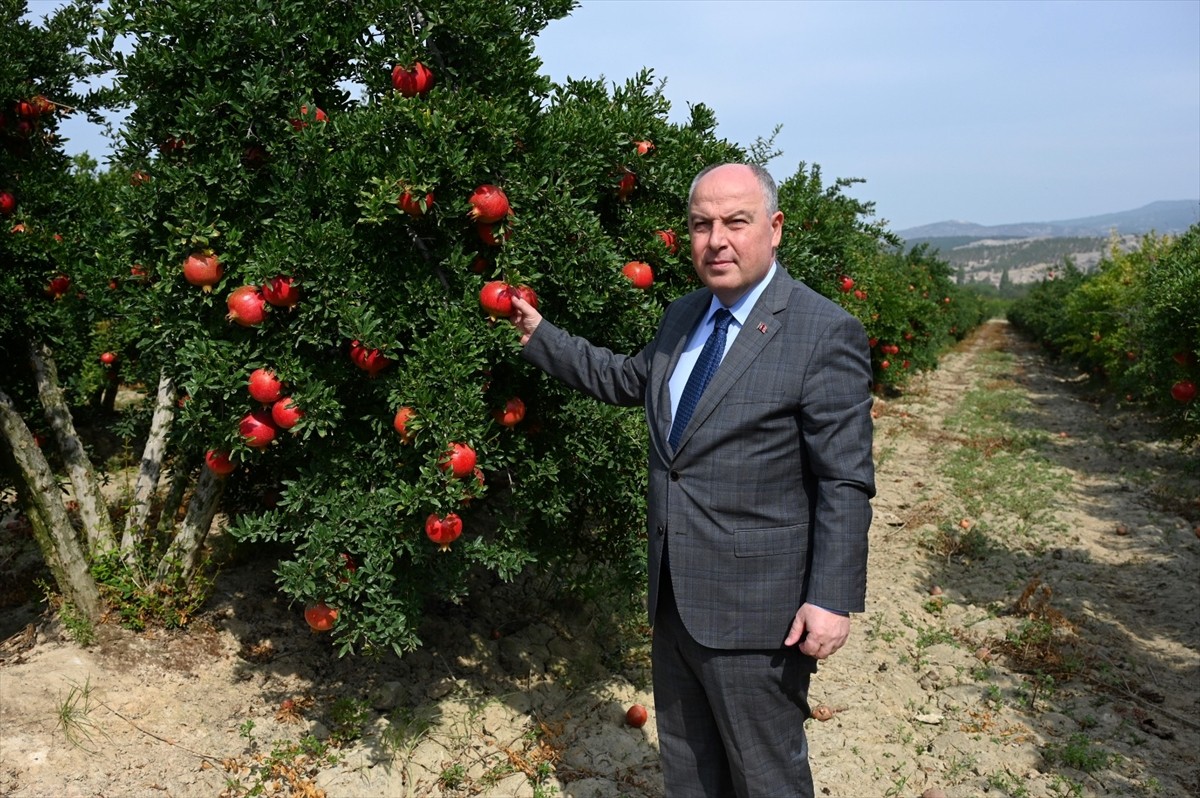 Denizli'de Nar Hasadı Sezonu Başladı