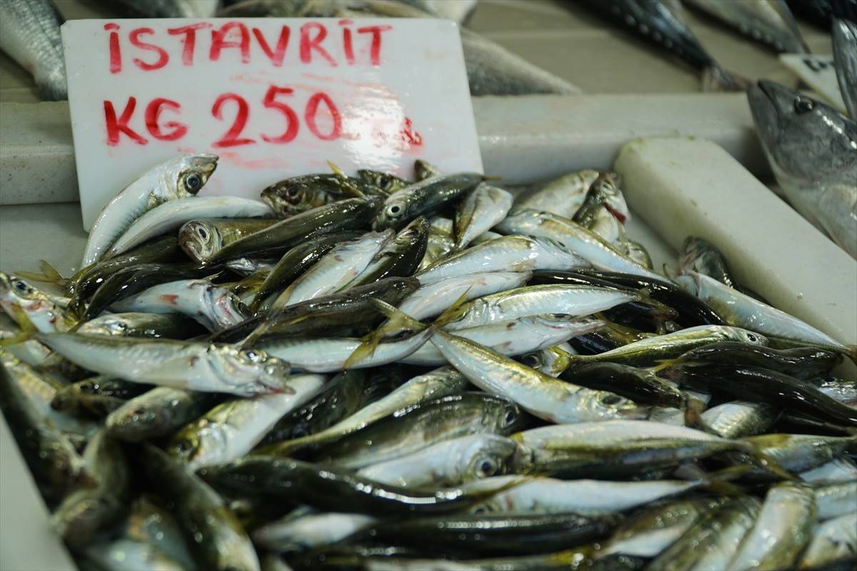 Tekirdağ Tezgahlarında İstavrit Dönemi Başladı