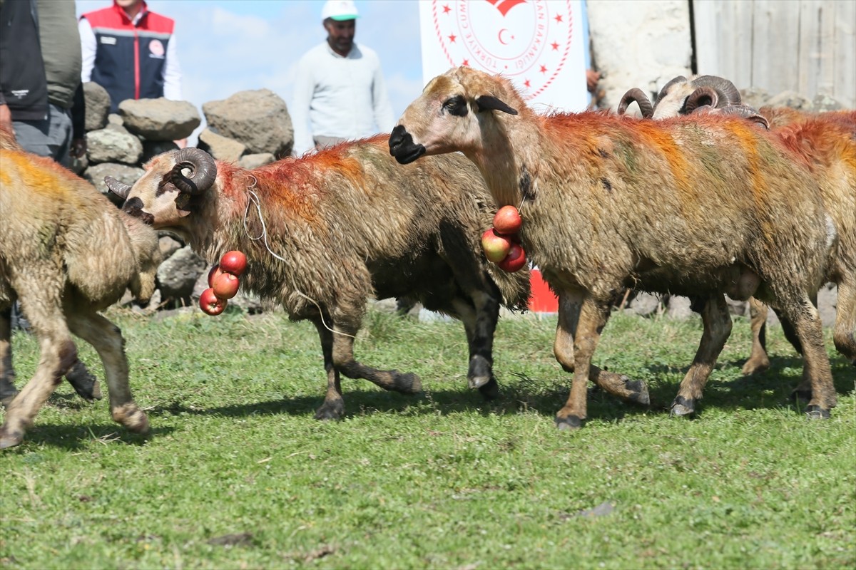 Kars'ta Geleneksel Koç Katım Töreni