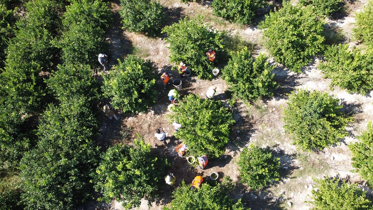 Erken Hasat Limon Sezonu Mersin'de Başladı