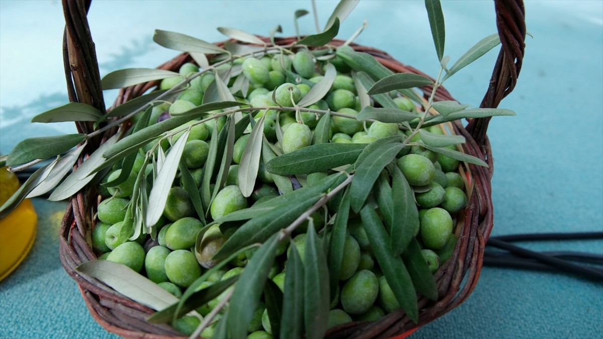 Mersin'de Mut Zeytin ve Zeytinyağı Festivali Başladı