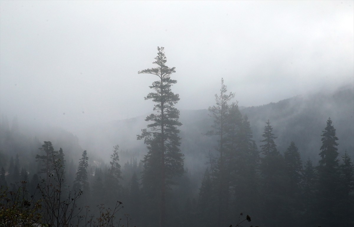 Ilgaz Dağı'nda Görülen Sis Manzaraları