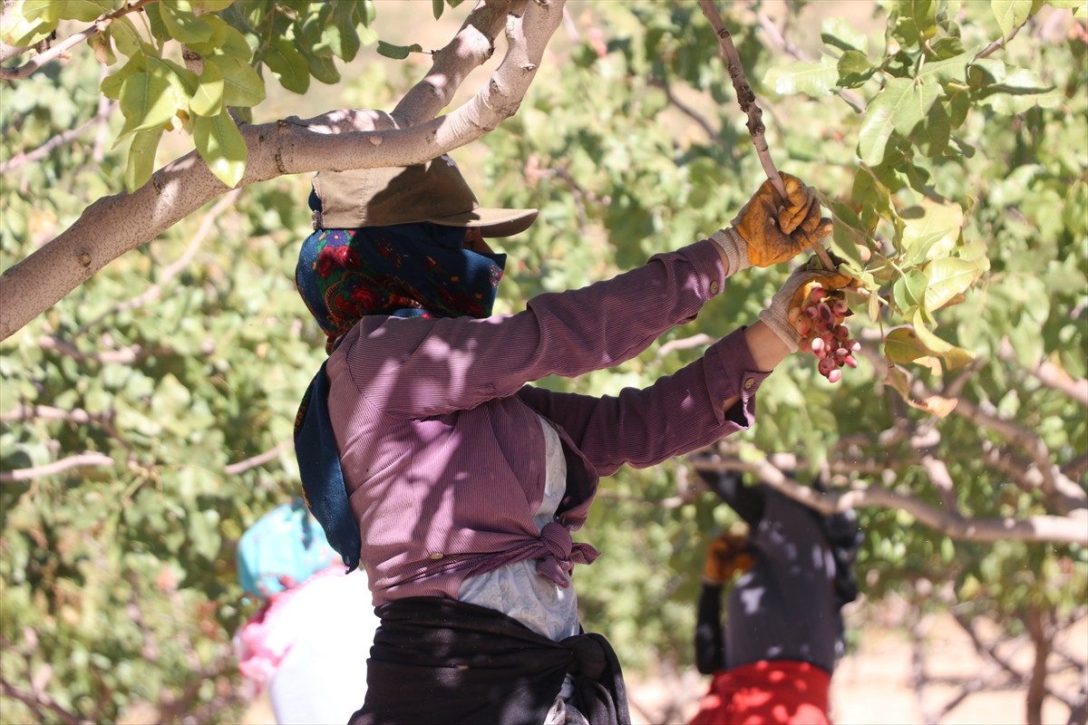 Siirt'te Fıstık Hasadı ve Doğa Festivali Coşkusu