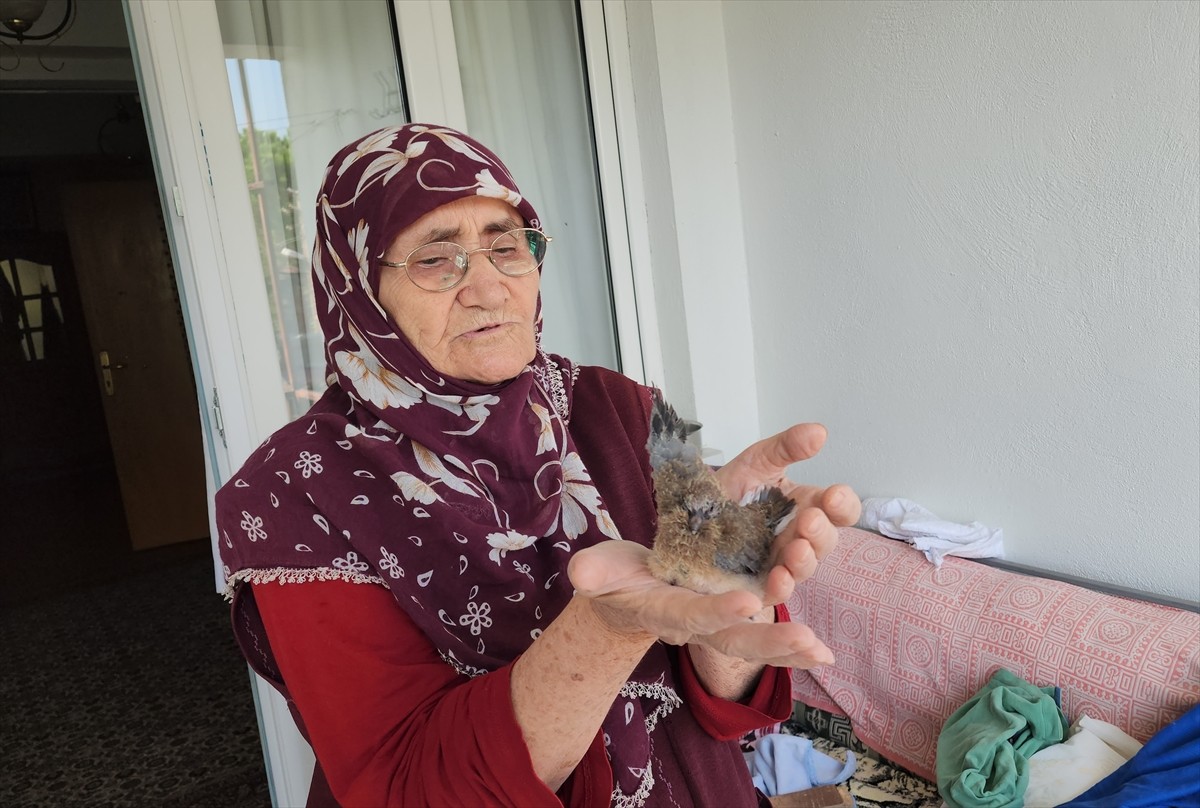 78 Yaşındaki Kadın, Terk Edilen Kumru Yavrusuna Anne Şefkati Gösterdi