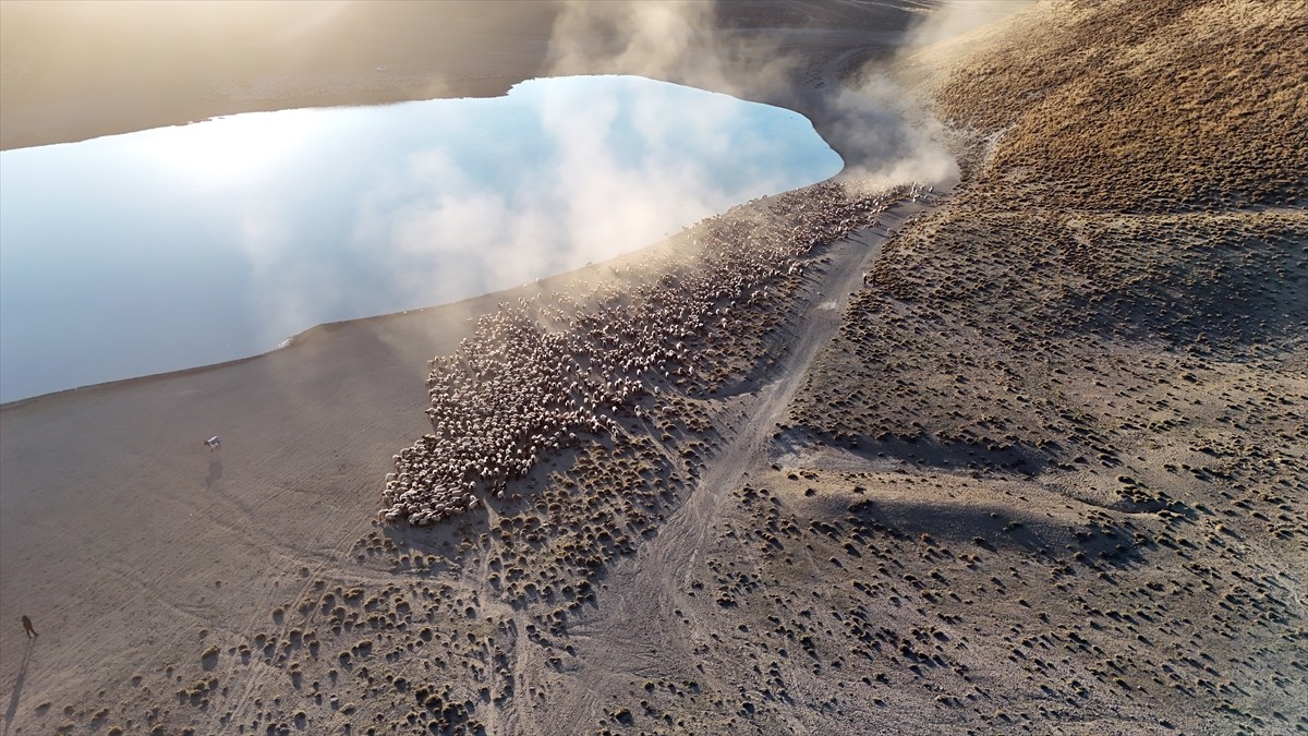 Nemrut Dağı'ndaki Küçükbaş Sürülerin Su Yolculuğu