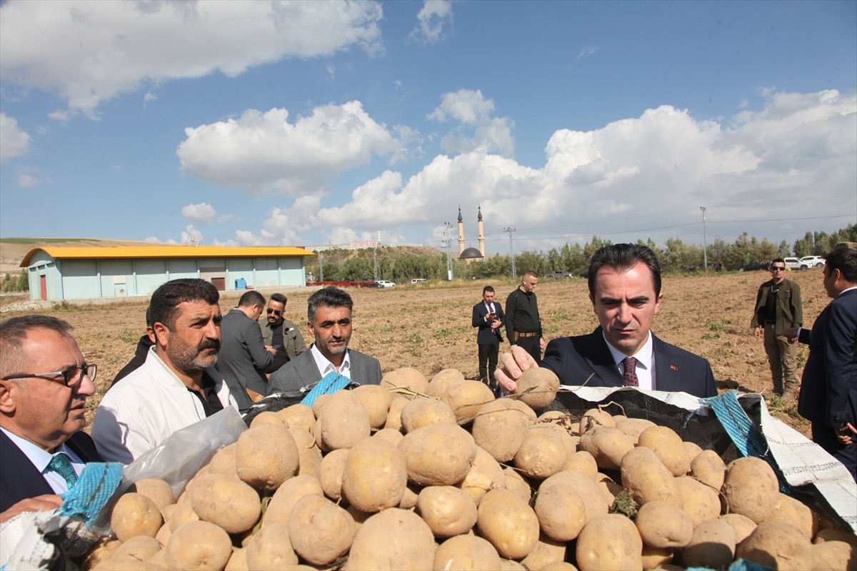 Bitlis Valisi Ahmet Karakaya, Ahlat'ta Patates Hasadına Katıldı