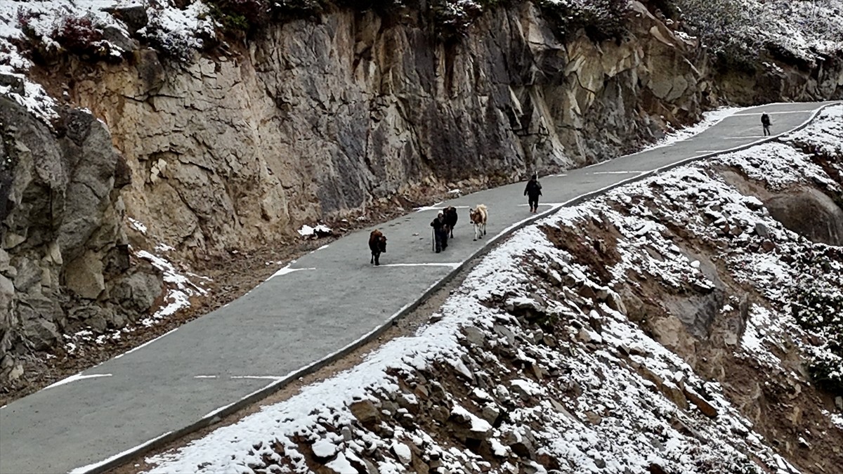 Rize'de Yaylacıların Dönüş Yolculuğu Başladı