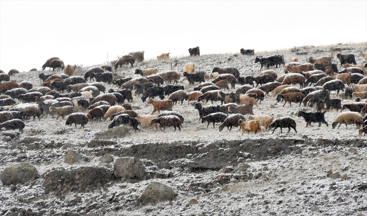 Kars'ta Kar Yağışı Besicilere Zor Anlar Yaşattı