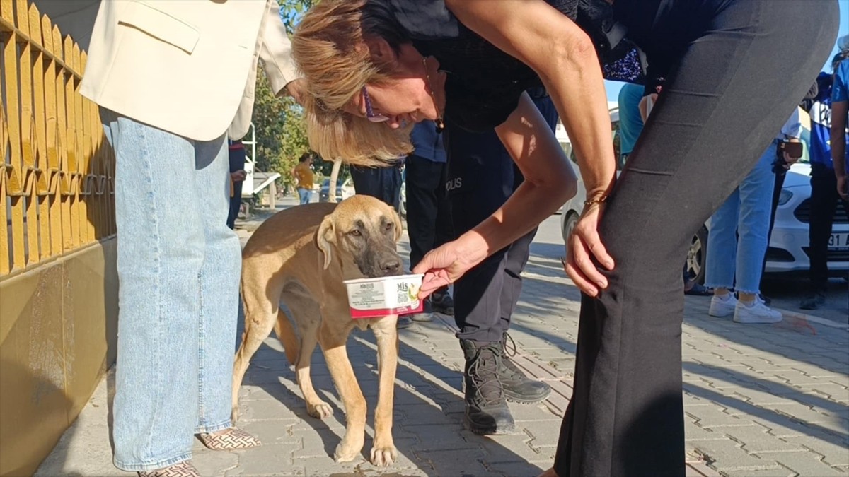 Hatay'da Motosiklet Kazası: Köpeğe Çarpan Sürücü Yaralandı