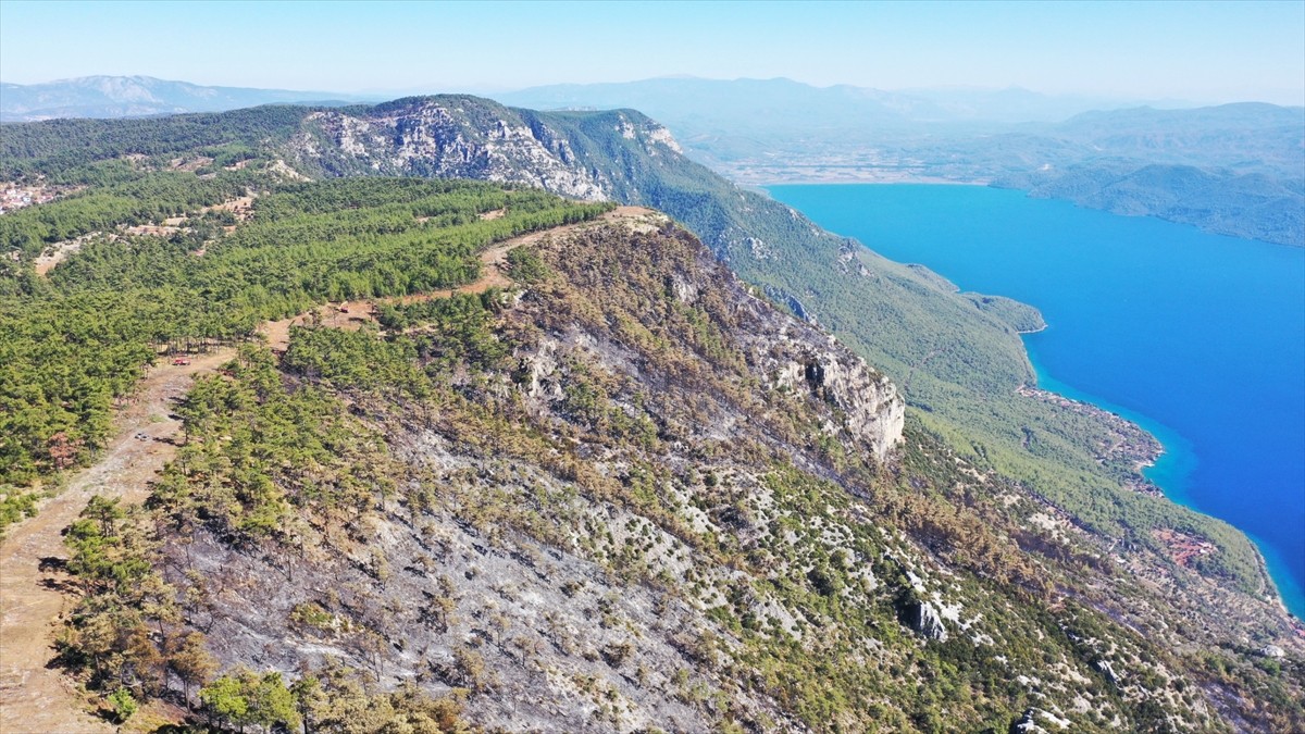 Menteşe'de Yangın Şeridi ile Ağaçlar Kurtarıldı