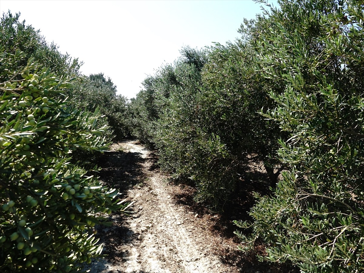 2024-2025 Zeytin Rekoltesi Beklentileri