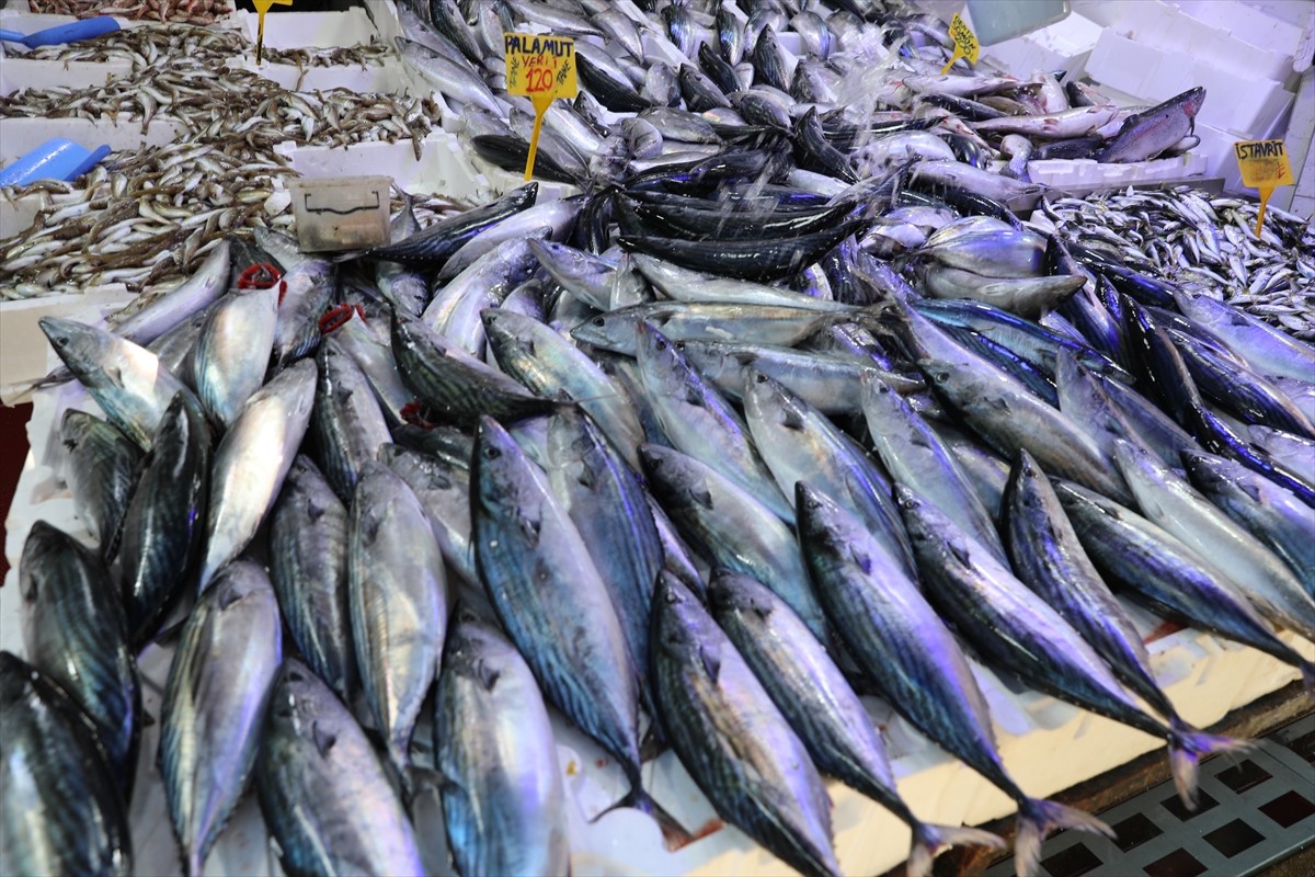 Karadeniz'de Palamut Bolluğu Yüzleri Güldürüyor