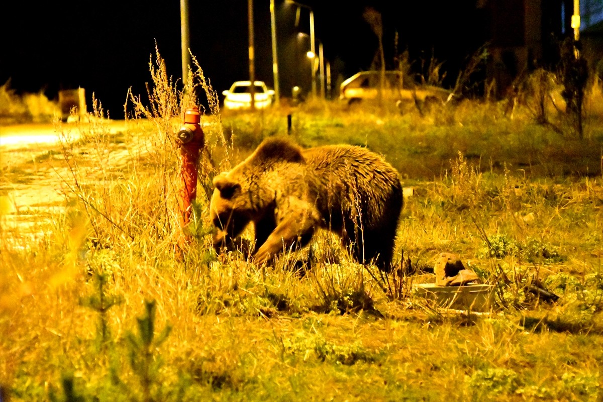 Bozayılar Sarıkamış'ta Çöp Konteynerlerini Deviriyor