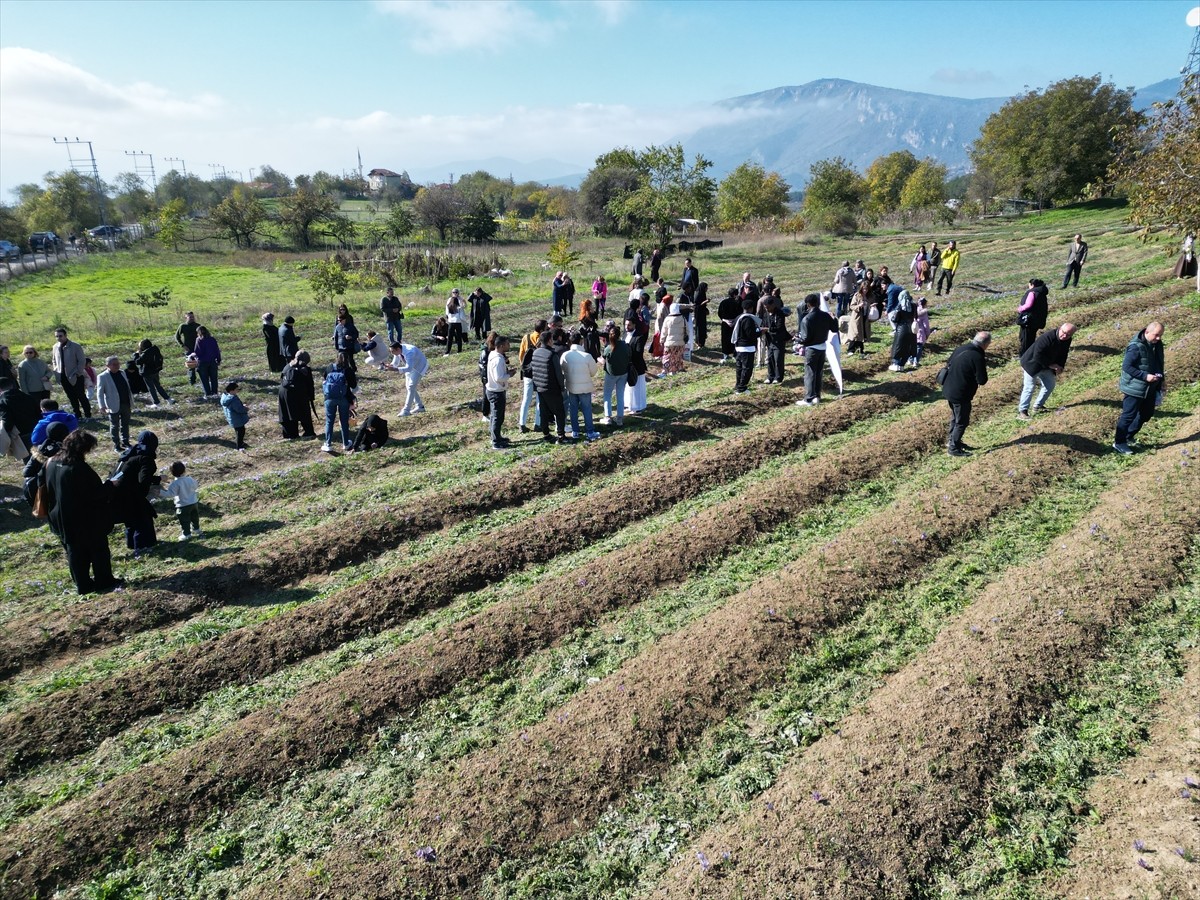 Karabük'te Safran Hasadı Etkinliği Gerçekleştirildi