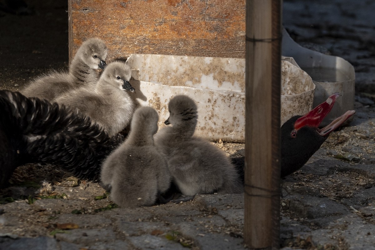 Kuğulu Park'ta Yeni Kuğu Yavruları Doğdu