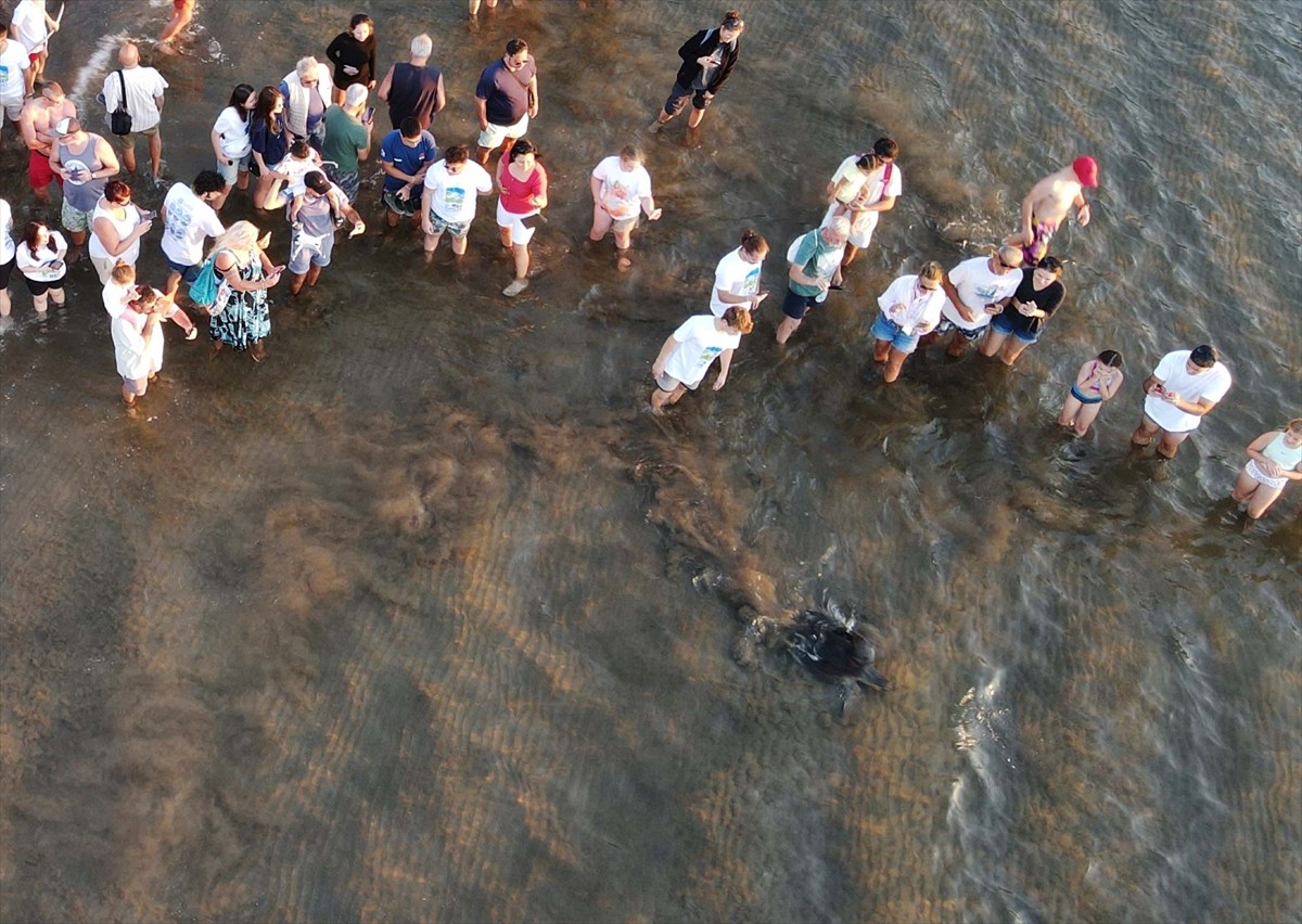 Muğla'da 3 Deniz Kaplumbağası Doğaya Salındı