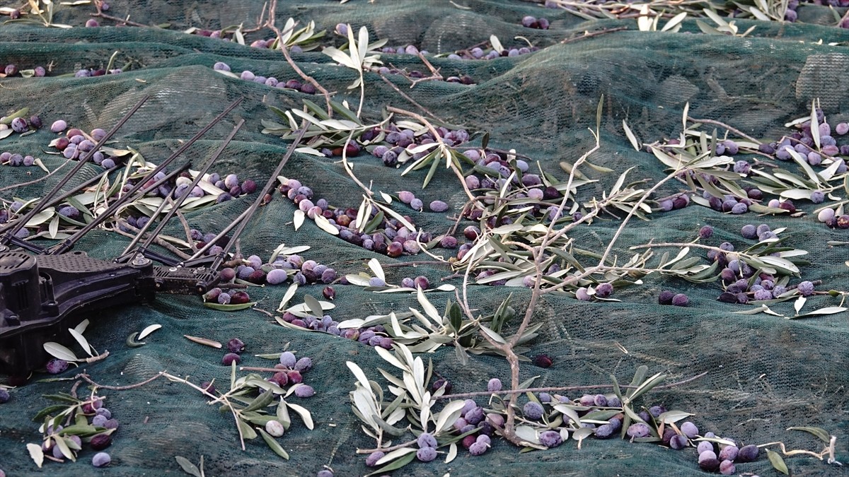 Ayvalık Uluslararası Zeytin Hasat Festivali'nde Anıt Ağaçlardan Zeytin Hasadı