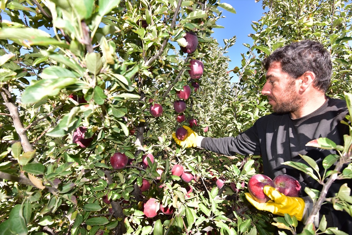 Ahlat'ta Çiftçi Harun Örken'den 200 Ton Elma Hasadı