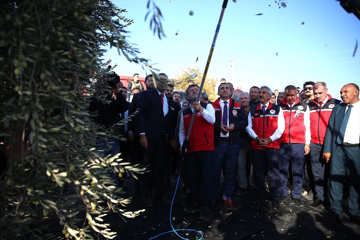 Kilis'te Zeytin Hasadına Katılan Bakan Yumaklı'dan Tarım Yatırımları Açıklaması