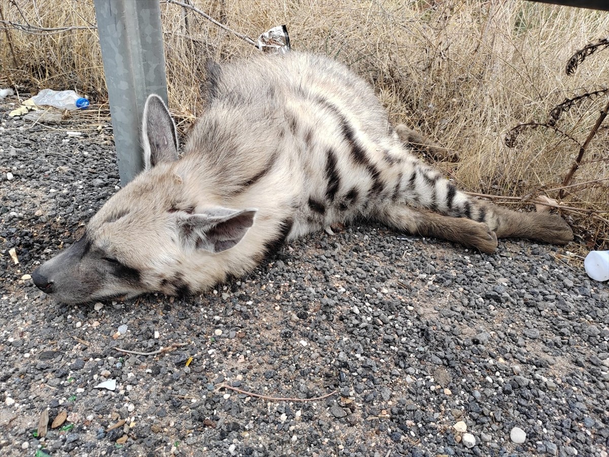 Şanlıurfa'da Nesli Tükenme Tehlikesi Altındaki Çizgili Sırtlan Ölü Bulundu