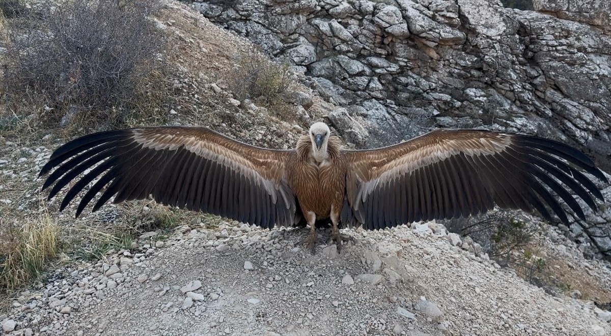 Şırnak'ta Yaralı Akbaba Tedavi Edilip Doğaya Salındı