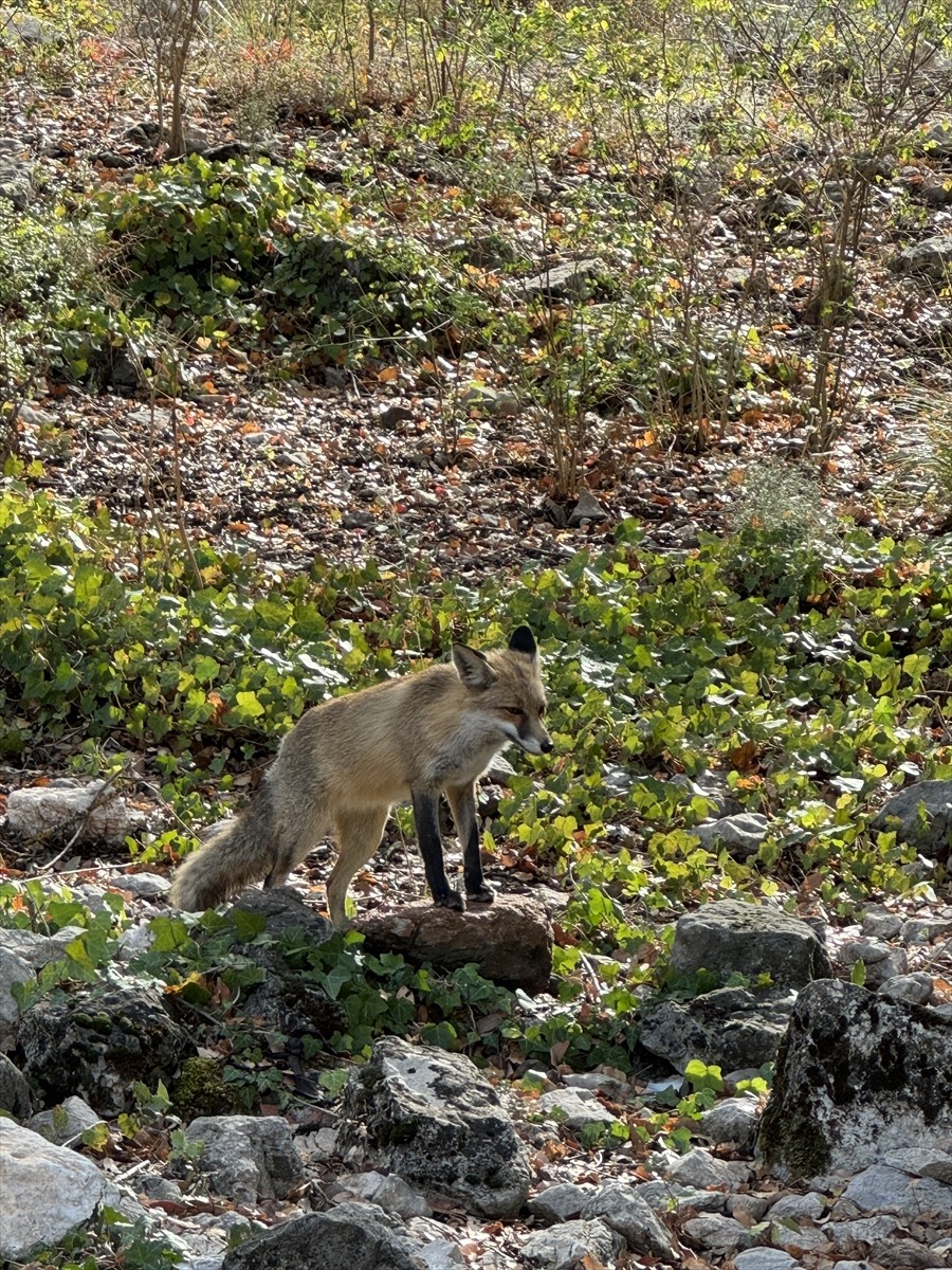 Termessos Antik Kenti'nde Tilkiyle Karşılaşmanın Keyfi