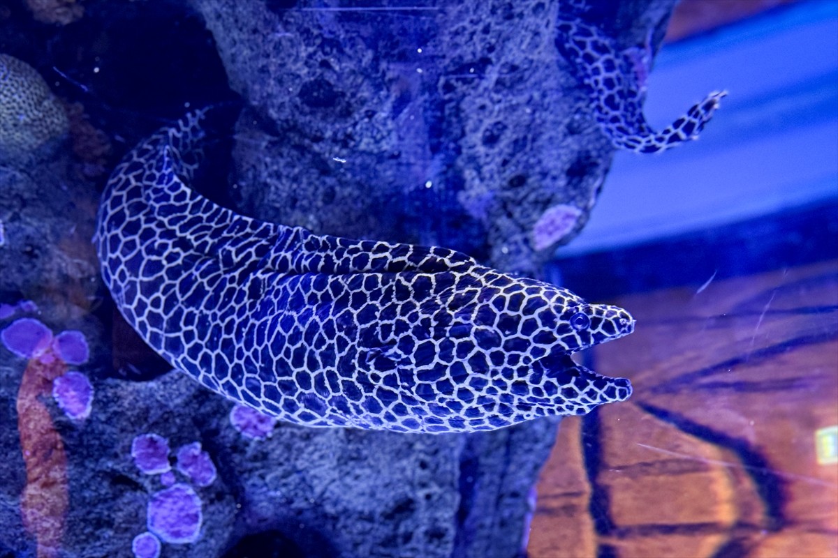 Tayland'ın Eşsiz Su Altı Dünyası: Sea Life Bangkok Ocean World