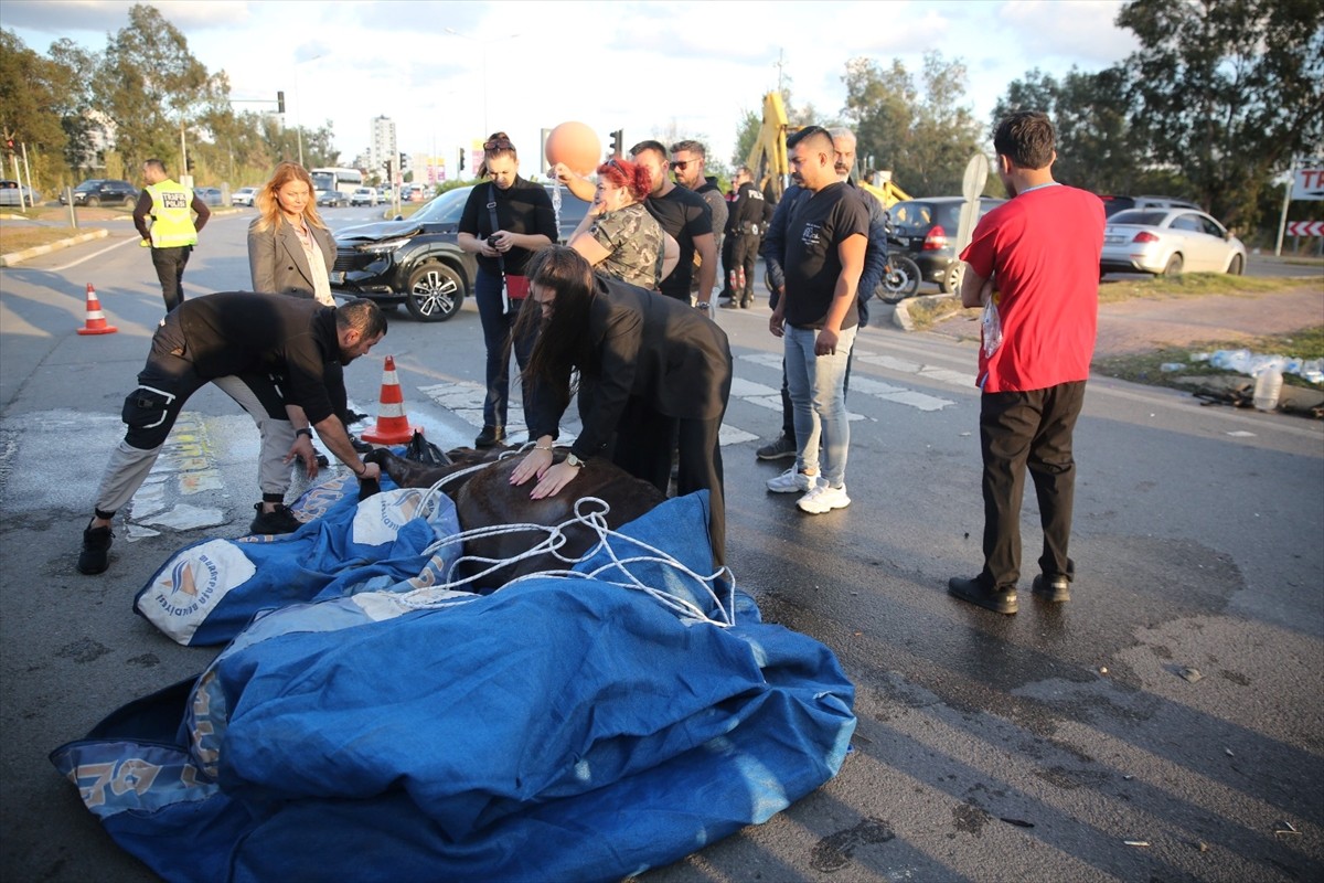 Antalya'da Hayata Döndürülen At, Klinik Tedavisinin Ardından Hayatını Kaybetti