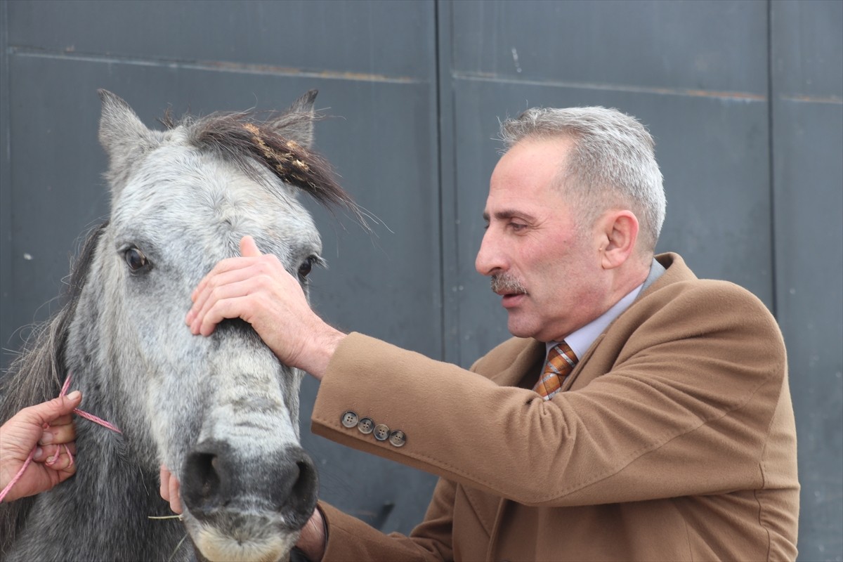 Erzurum'da Kırık Ayağıyla Sokakta Bulunan At Tedavi Altına Alındı