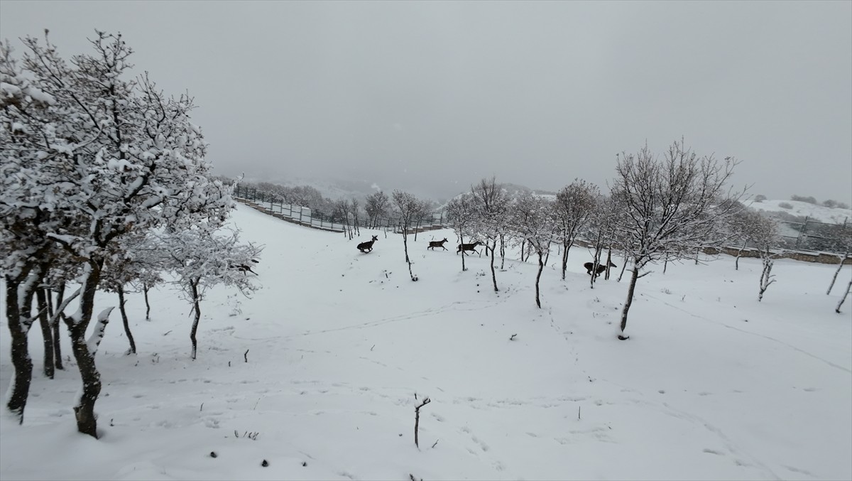 Sıklık Tabiat Parkı'nda Kış Manzarası ve Yaban Hayvanları