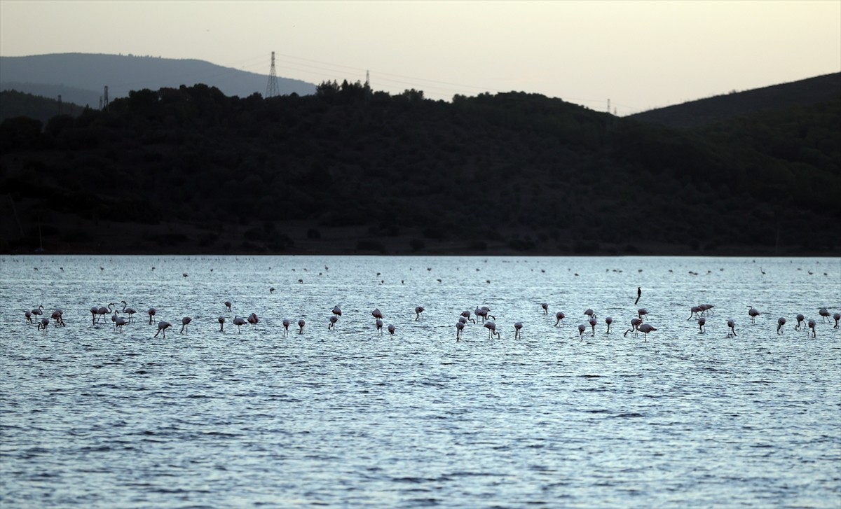 Tuzla Sulak Alanı'nda Göçmen Kuş Ziyareti