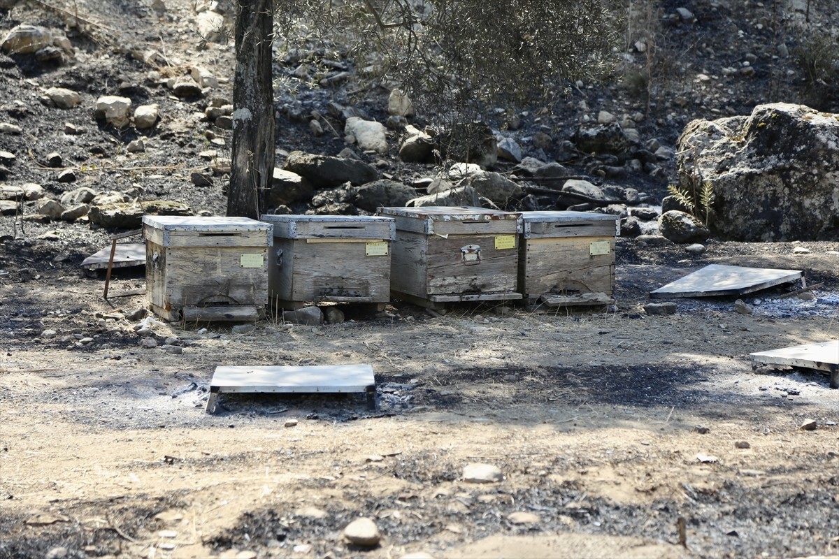 Muğla Yatağan'daki Orman Yangını: Baba ve Oğul Adliyeye Sevk Edildi