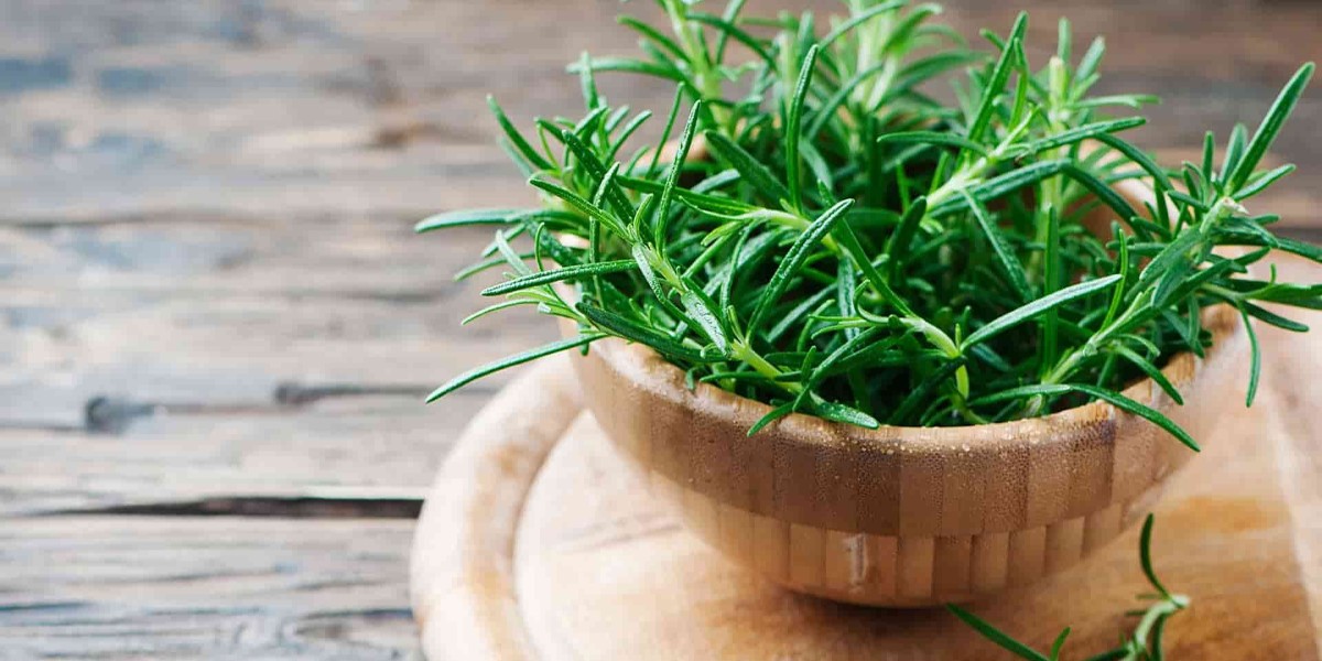 biberiye çayı ve yağı faydaları